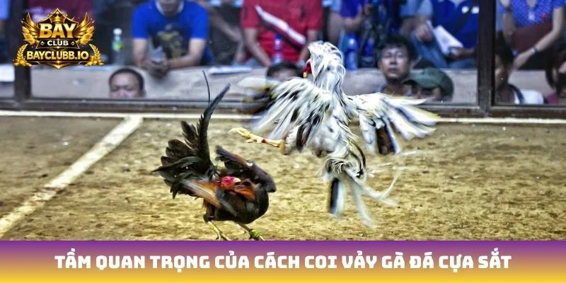 Tầm quan trọng của cách coi vảy gà đá cựa sắt