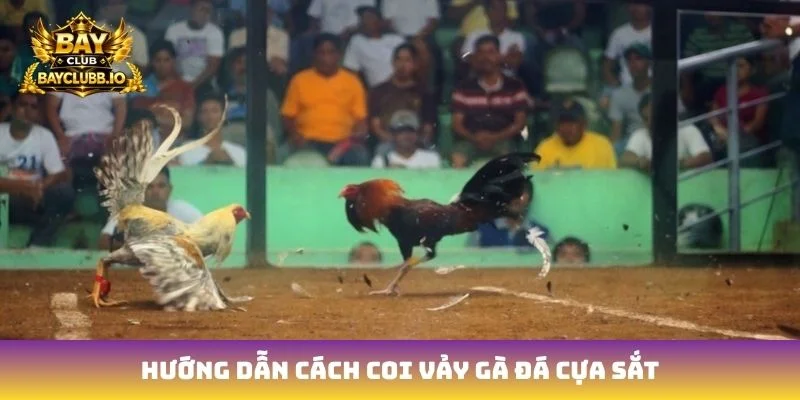 Hướng dẫn cách coi vảy gà đá cựa sắt