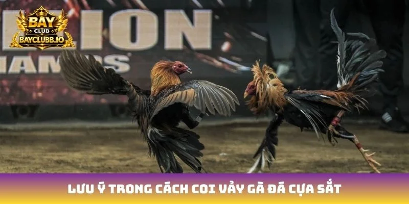 Lưu ý trong cách coi vảy gà đá cựa sắt