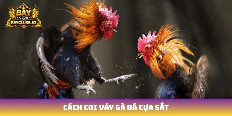 cách coi vảy gà đá cựa sắt